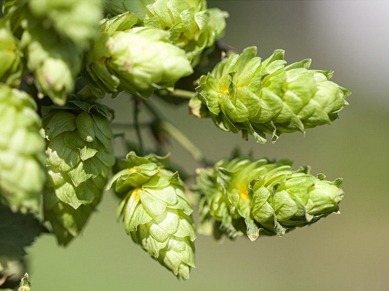 Cascade hops on the bine