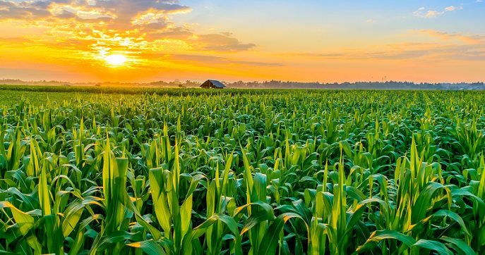 Beyond Barley: Embracing Alternative Grains