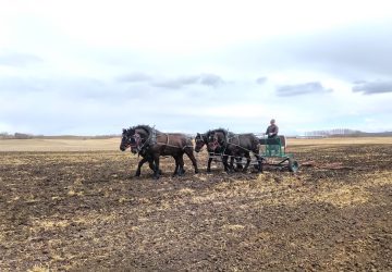 barley breeding