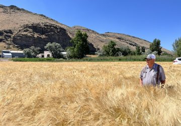 barley breeding