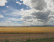 Field of Barley