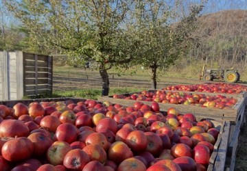 Poverty Lane Orchards Featured