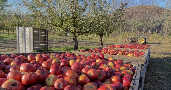 Autumn: Made for Cider
