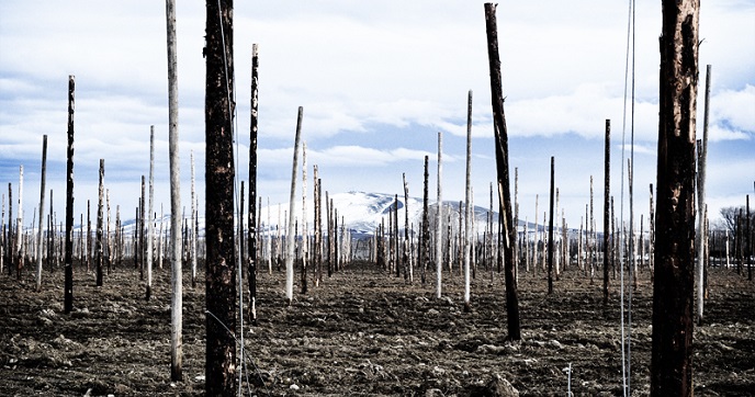 Hop Farming